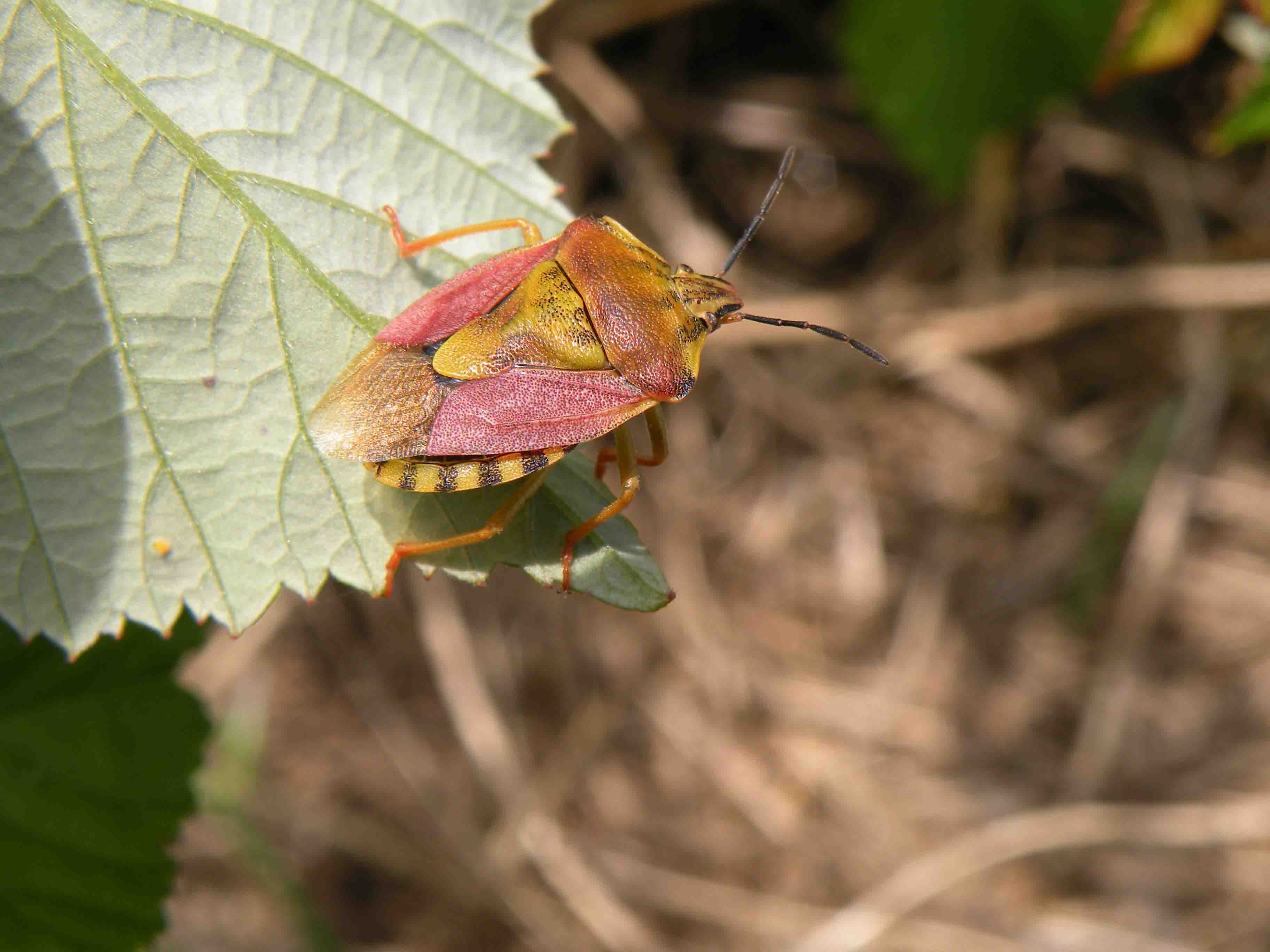 Pentatomidae: Carpocoris pudicus della Liguria occidentale